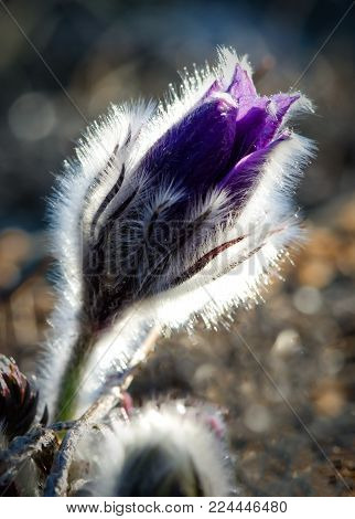 Pasque flower is also called urgulka. It grows wild and its flowering is one of the first signs of spring. Russia, Siberia