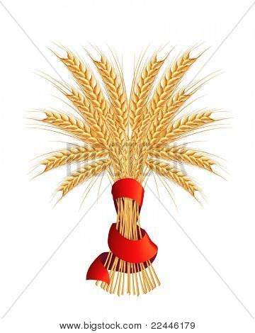 Feixe de trigo, vetor