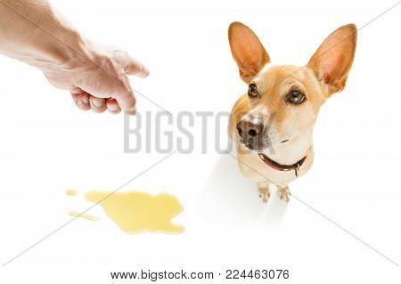 Chihuahua Podenco Dog Being Punished For Urinate Or Pee  At Home By His Owner, Isolated On White Bac