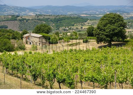 Country landscape at summer along the road from Orvieto to Todi, Umbria, Italy, at summer. Vineyard
