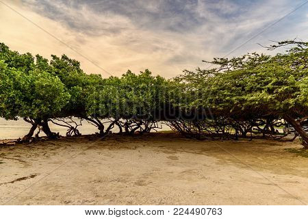 Caribbean landscape. Divi Tree against sunset at the Eagle Beach, Aruba