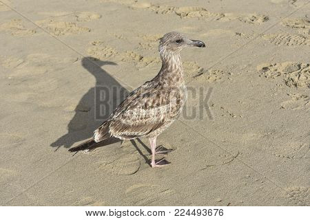 Pretty gray beach bird walking on the naples beach shore