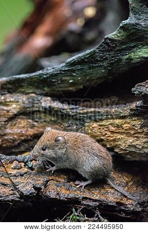 Bank Vole (myodes Glareolus) Walking Over Wet Deadwood In Forest.
