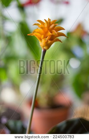 Calathea Crocata As Home Plant. Cultivated In Flower Pot.