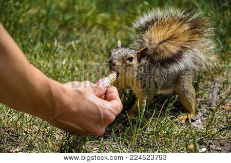 Fox Squirrel On Tree Trunck Climbing Down