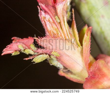 Green aphids on a red leaf in the nature. macro .
