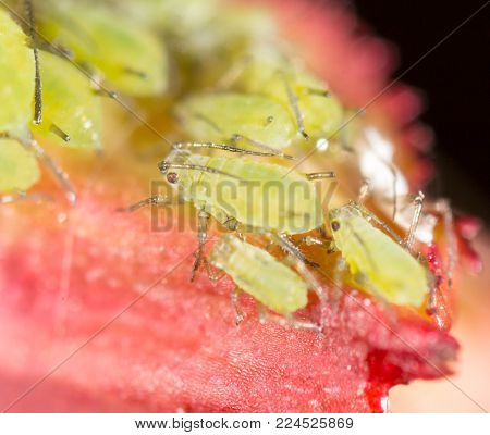Green aphids on a red leaf in the nature. macro .