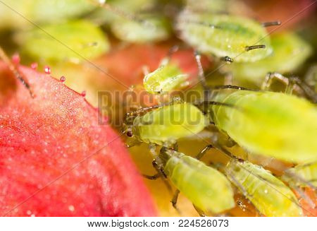 Green aphids on a red leaf in the nature. macro .