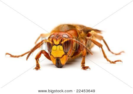 Vespa crabro, Vespa Crabro