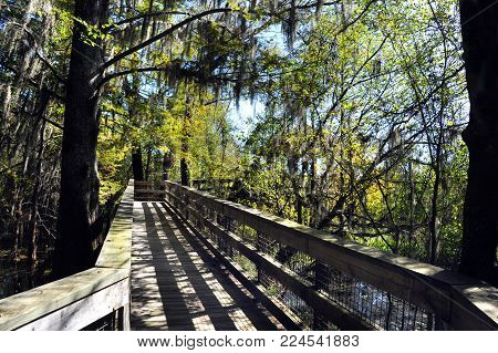 Rustic, Wooden Boardwalk Twists Through A Tunnel Of Trees And Branches Along The Black Bayou Lake In