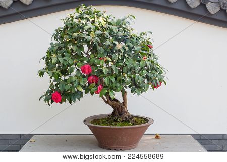 Rose bonsai against white wall in BaiHuaTan public park, Chengdu, China