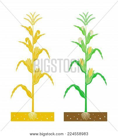 isolated corn plant with product vector illustration