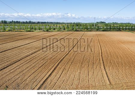 Initial stages of cornfields in the plain of the River Esla, in Leon Province, Spain