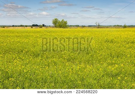 Rapeseed fields in the plain of the River Esla, in Leon Province, Spain