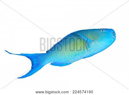 Parrotfish reef fish isolated on white background
