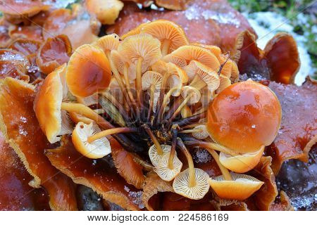Cluster of young, frozen Flammulina velutipes or Velvet Shank mushrooms in snow, edible sort of mushrooms growing in winter time, close up view