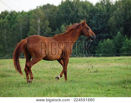 Red horse it is weakened walks on a green meadow