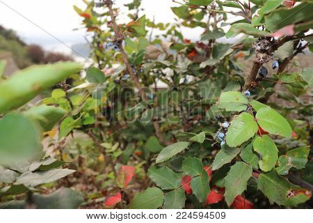Bush in city park with rever view