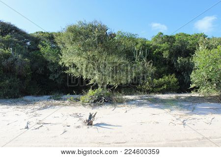 Desert Beach on Summer Afternoon with White Sand and Trees