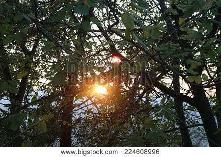 Sun picking before twilight between treetop and forest