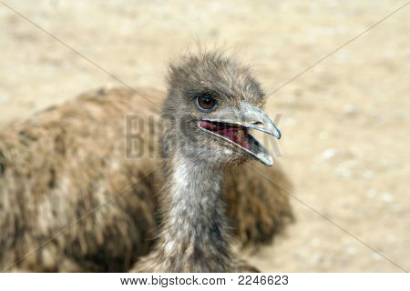 EMU portrét!