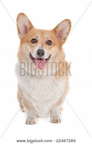 彭布罗克威尔士柯基犬图片