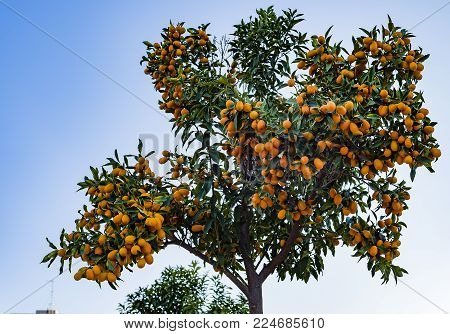 A tree of a small Chinese orange.
