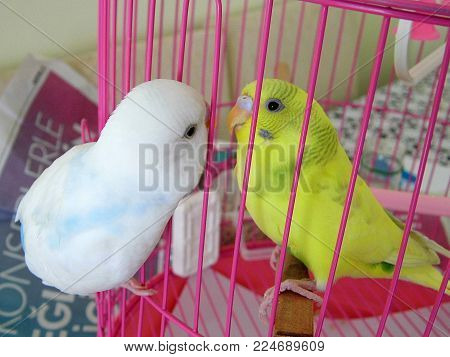 feeding canary birds in cages, feeding birds in cages at home, loving people and birds,