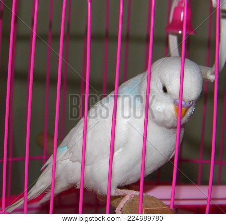 feeding canary birds in cages, feeding birds in cages at home, loving people and birds,