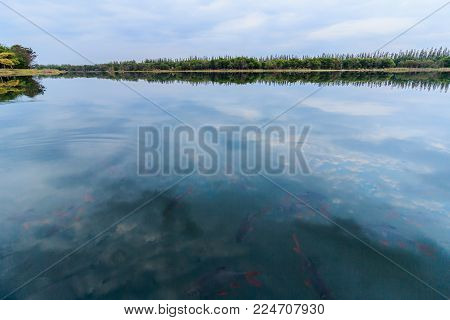 water and sky is beautiful in summer day at swamp