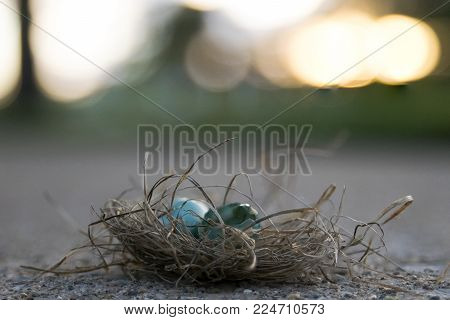 Fallen Bluebird nest on sidewalk during Sunset