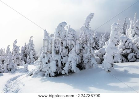 On a frosty beautiful day among high mountains and peaks are magical trees covered with white fluffy snow against the magical winter landscape. Fantastic winter scenery.
