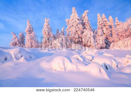From the snow covered lawn there is a view to nice trees covered by frost and snow. Light pink sun rays of sunset enlighten sky and trees. Magic winter landscape.