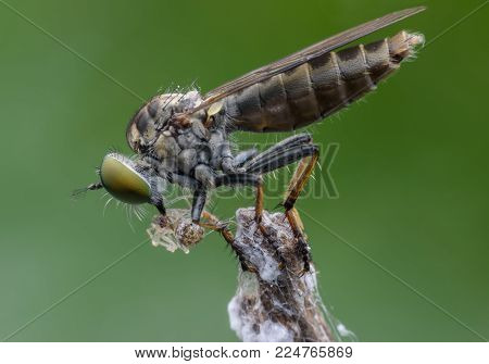 Super macro Robber fly with prey perching on treetop