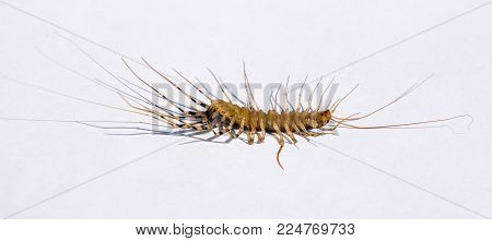 Scutigera Coleoptrata. The Flycatcher. Centipede Flycatcher Insect Predator