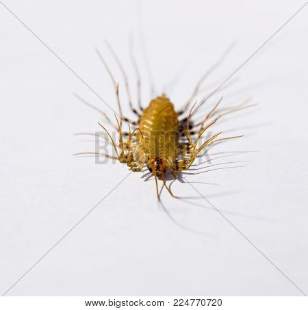 Scutigera coleoptrata. The Flycatcher. Centipede flycatcher insect predator