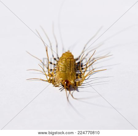 Scutigera coleoptrata. The Flycatcher. Centipede flycatcher insect predator