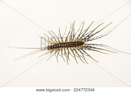 Scutigera coleoptrata. The Flycatcher. Centipede flycatcher insect predator