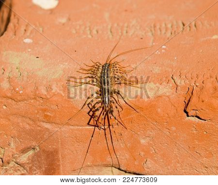 The Flycatcher. Centipede flycatcher, insect predator Scutigera coleoptrata