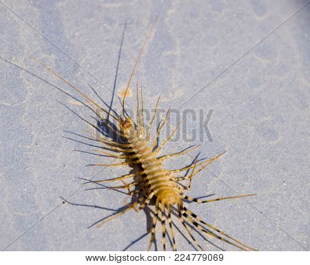 Scutigera coleoptrata. The Flycatcher. Centipede flycatcher insect predator