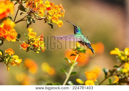 Colorful Hummingbird in Costa Rica, Central America