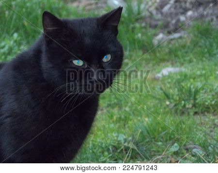 black-haired blue-eyed cat on the street.cat animal. Cat animal.