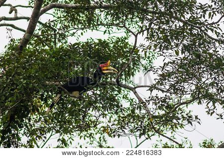 A rhinoceros bird (a rhinoceros bird), eat fruit, sitting on a tree branch. Borneo.  .