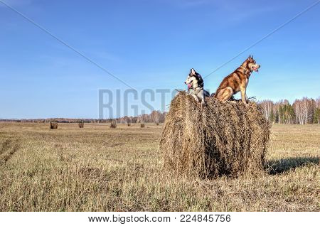 Siberian husky on walking in sunny day. Husky dogs sit on stack dry hay and look around. Against background of the cleaned field and clear blue sky. Copy space.