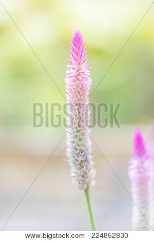 Celosia Argentea Purple And White Flower, Beautiful Pink Celosia Flamingo Feather Flowers, Texture O