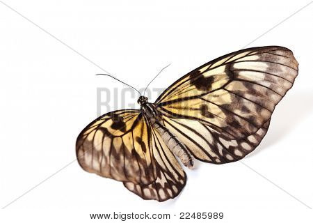 ความคิด leuconoe
