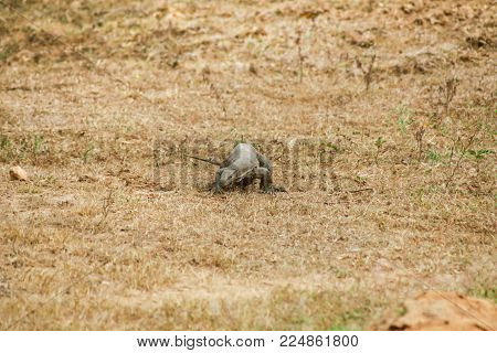 Sri Lanka. Safari In Jalla. Varan (lizard)
