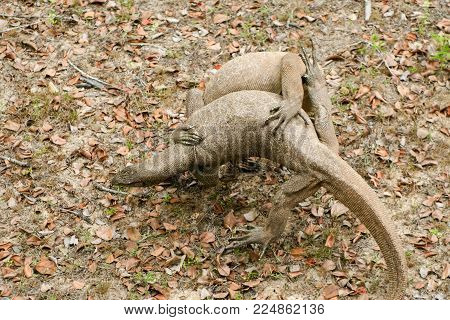 Sri Lanka. Safari In Jalla. Varan (lizard)