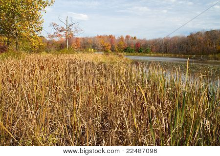 Autumn marsh