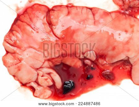 gut fish blood over a white background .